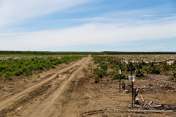 Tree Farm