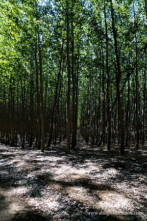 Tree Farm