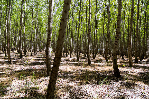 Tree Farm