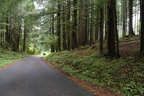 Saddle Mt Rd-0324