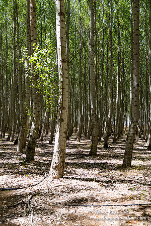 Tree Farm