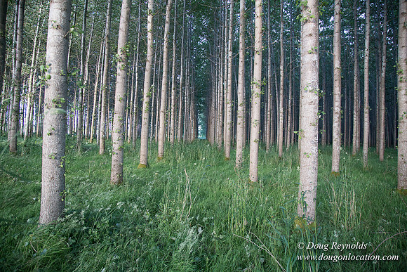 LCG & GWG Tree Farm
