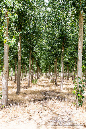 Tree Farm