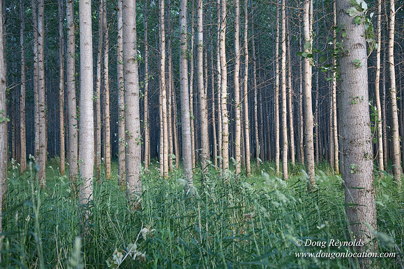 LCG & GWG Tree Farm