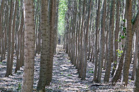 Tree Farm