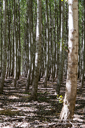 Tree Farm