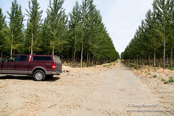 Tree Farm