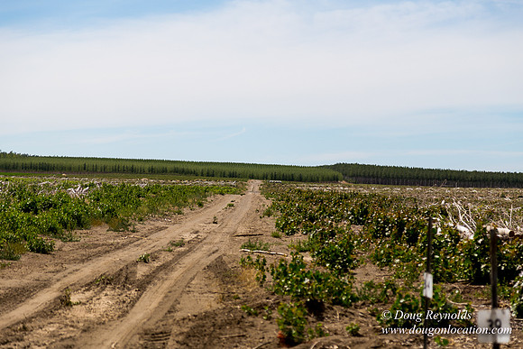 Tree Farm