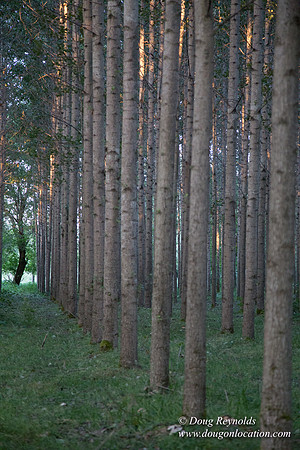 LCG & GWG Tree Farm