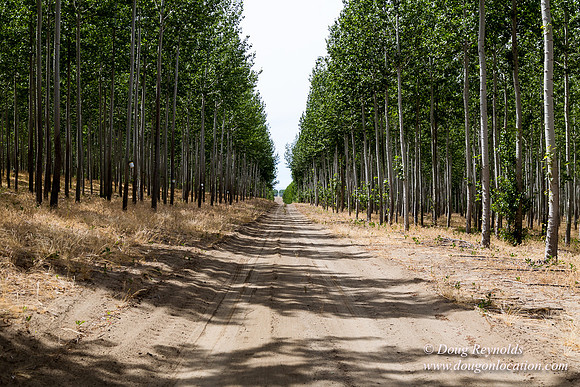 Tree Farm