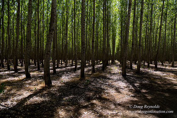 Tree Farm