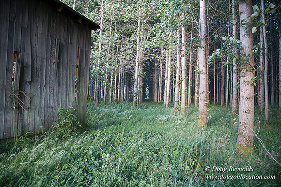 LCG & GWG Tree Farm