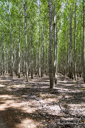 Tree Farm