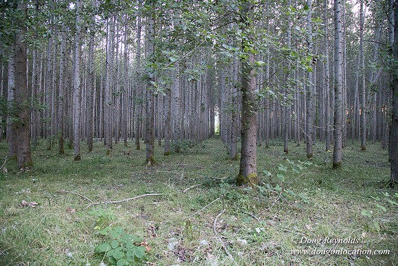 LCG & GWG Tree Farm