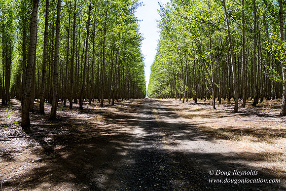 Tree Farm