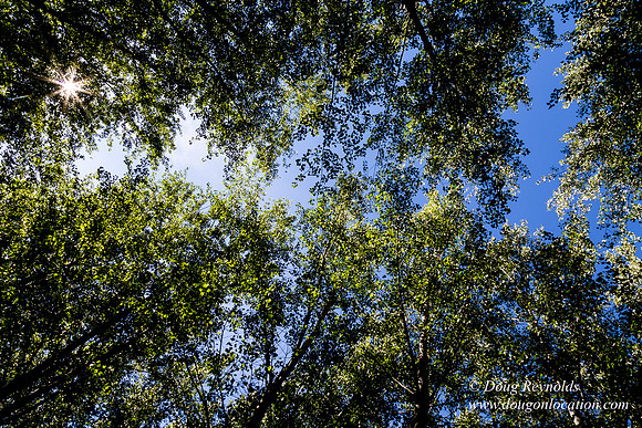 Tree Farm