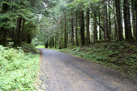 Saddle Mt Rd-0308