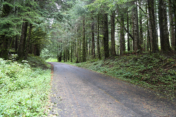 Saddle Mt Rd-0308