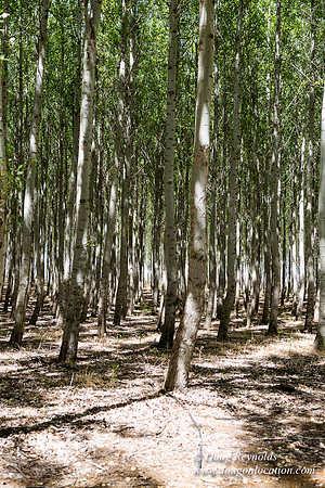 Tree Farm