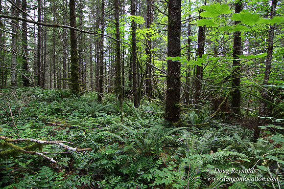 Tree & Forested locations