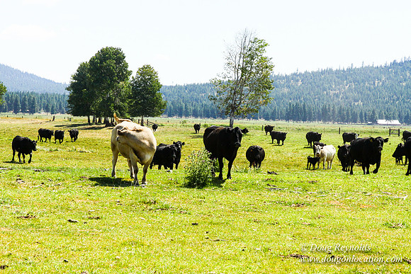 Ranch 18