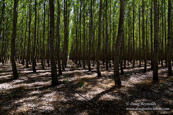 Tree Farm