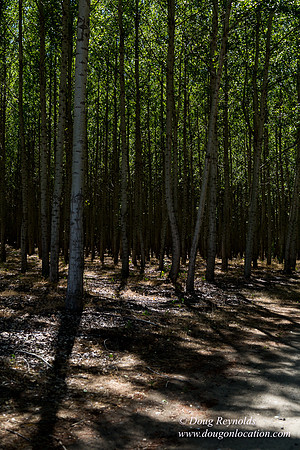 Tree Farm