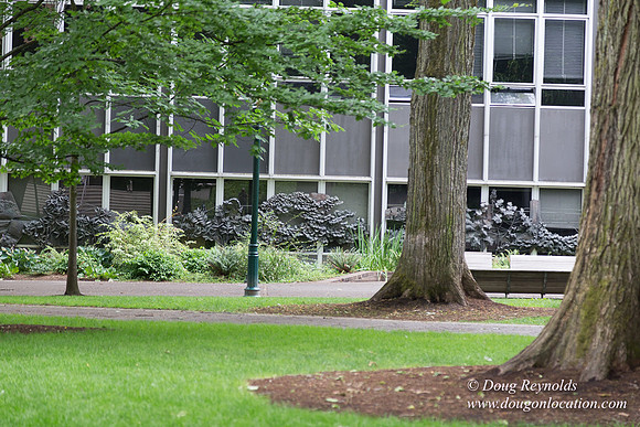 Portland Streets
