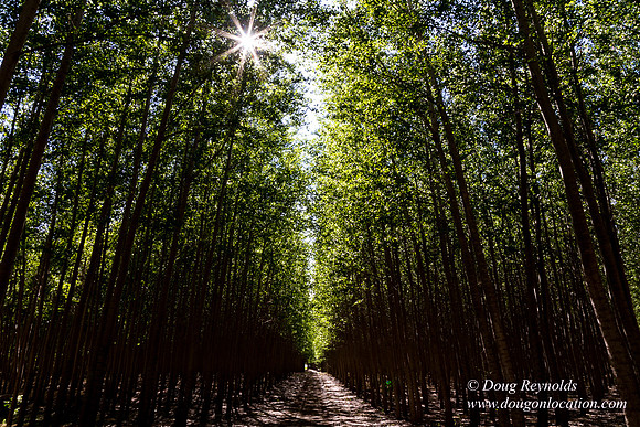 Tree Farm