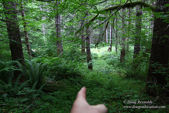 Tree & Forested locations