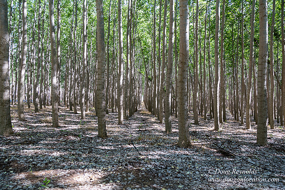 Tree Farm