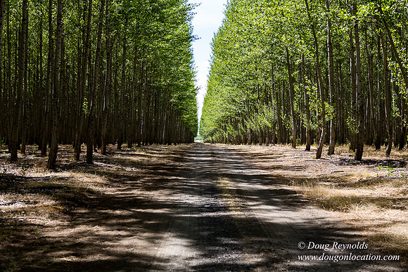 Tree Farm