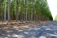 Tree Farm