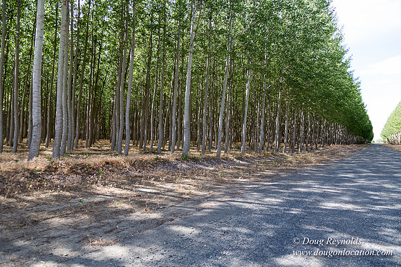 Tree Farm