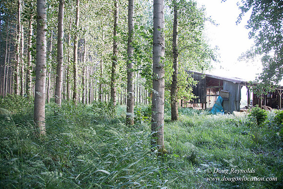 LCG & GWG Tree Farm