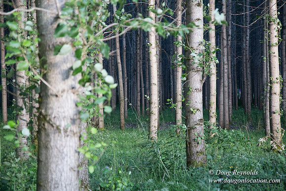 LCG & GWG Tree Farm