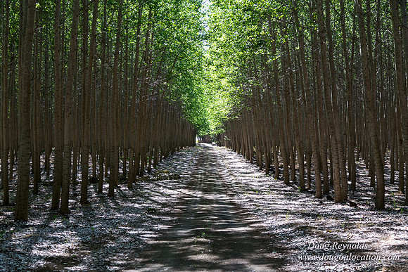 Tree Farm