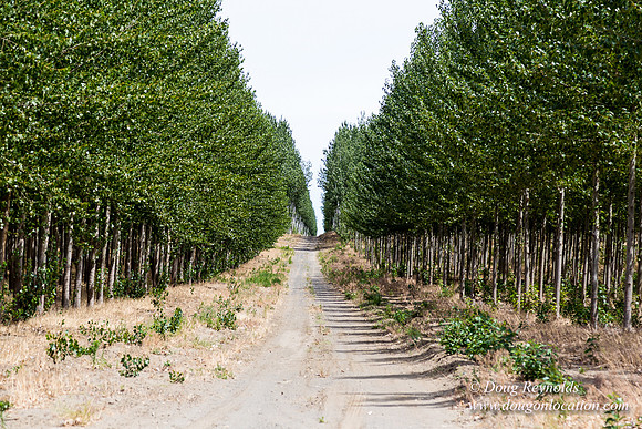 Tree Farm