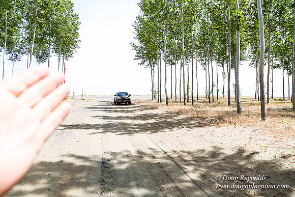 Tree Farm