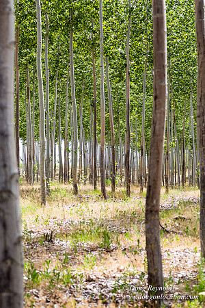Tree Farm