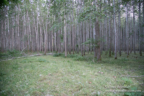 LCG & GWG Tree Farm