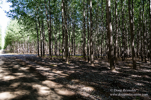 Tree Farm