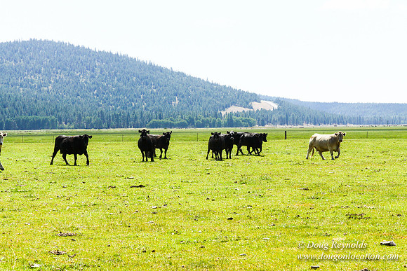 Ranch 18