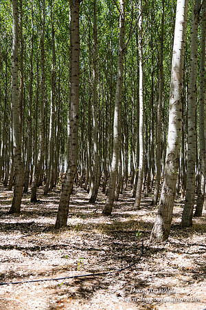 Tree Farm