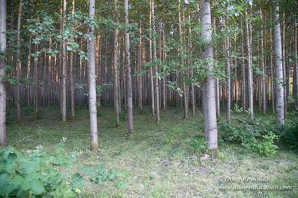 LCG & GWG Tree Farm