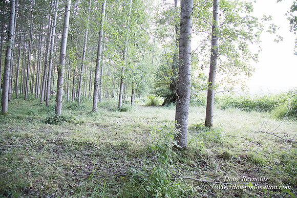 LCG & GWG Tree Farm
