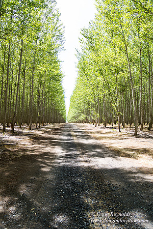 Tree Farm