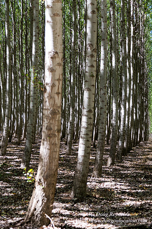 Tree Farm