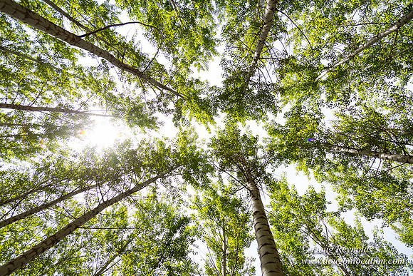 Tree Farm