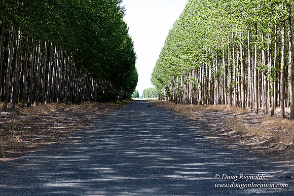 Tree Farm
